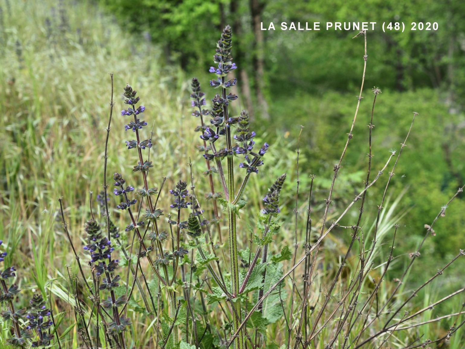 Sage, Verbena